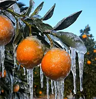 Adana için zirai don alarmı: Gece sıcaklık sıfırın altına düşecek