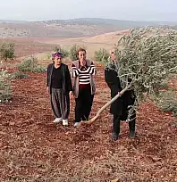 Adıyaman'da 10 bin ağaç kırılarak yok edildi