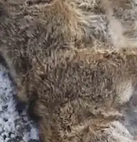 Aracın çarptığı kurt telef oldu