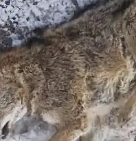 Aracın çarptığı kurt telef oldu