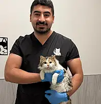 Çenesi üç yerinden kırılan kedi hayata tutundu