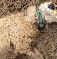 Sürüye saldıran kurt 18 koyunu telef etti