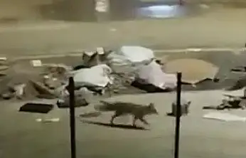 Aç kalan tilkiler yerleşim yerlerine indi