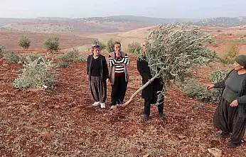 Adıyaman'da 10 bin ağaç kırılarak yok edildi