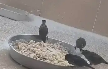 Adıyamanlılar sokak hayvanlarını unutmadı