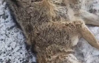 Aracın çarptığı kurt telef oldu