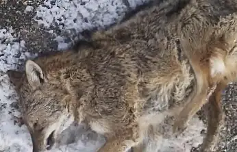 Aracın çarptığı kurt telef oldu