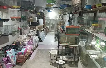 Camı kırıp 9 papağan çaldılar