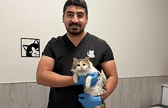 Çenesi üç yerinden kırılan kedi hayata tutundu