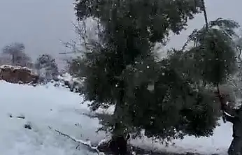 Kar ağırlığına dayanamayan ağaçlar zarar gördü