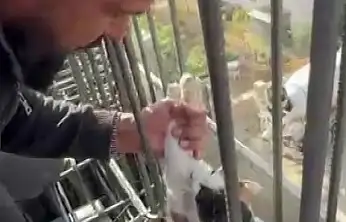 Kedi, dökülen betonun altında kalmaktan son anda kurtarıldı