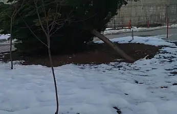 Şiddetli rüzgar hastane bahçesindeki çam ağacını devirdi