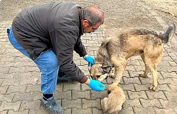 Yemek artıkları mamaya dönüşüyor
