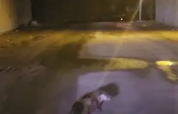 Yol ortasındaki su samuru görüntülendi