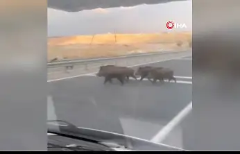 Yolda domuz sürüsü paniği