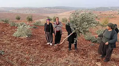 Adıyaman'da 10 bin ağaç kırılarak yok edildi