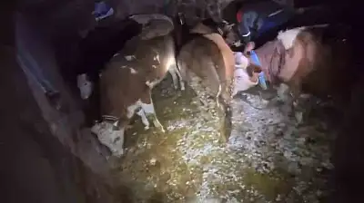 Adıyaman'da ahır çöktü, 3 büyükbaş hayvan telef oldu