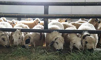 Elazığ'da 6 köy karantinaya alındı