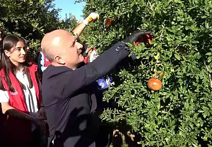 9 ülkeye ihraç edilen narın hasadı başladı