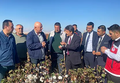 Besni'de Beyaz Altın hasadı başladı