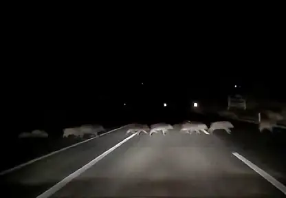 Domuzlara çarpmamak için karşı şeride geçti
