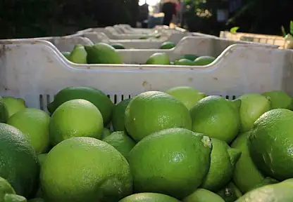 Limon hasadı 25 ve 27 Eylül tarihlerinde başladı