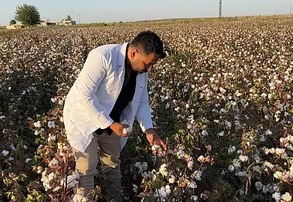 Şanlıurfa'da beyaz altın hasadı başladı