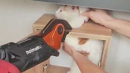 Malatya'da posta kutusuna sıkışan kedi kurtarıldı