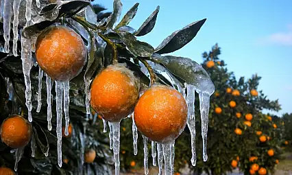 Adana için zirai don alarmı: Gece sıcaklık sıfırın altına düşecek