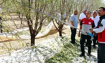 Adıyaman'da badem hasadı düzenlendi