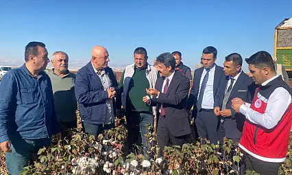 Besni'de Beyaz Altın hasadı başladı