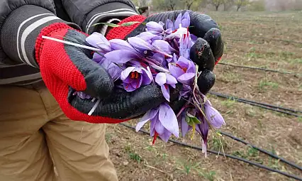 Malatya'da gramı 600 TL olan safran yok satıyor