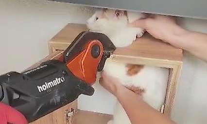 Malatya'da posta kutusuna sıkışan kedi kurtarıldı
