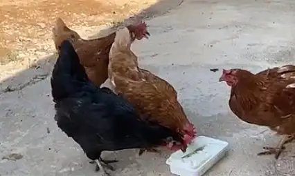 Sıcaktan bunalan tavuklarını Maraş dondurması ile serinletti