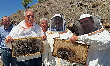 Sincik'te bal hasadı başladı