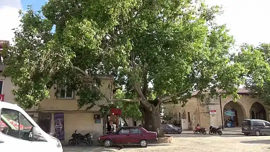 'Anıt ağaç' olarak tescillenen 600 yıllık çınar Tut ilçesinin simgesi