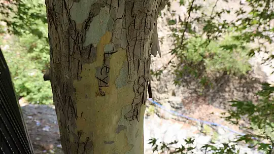 45 yıllık çınarı yazı tahtasına çevirdiler: Vatandaş çuvalla koruma altına aldı