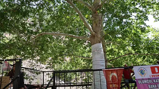 45 yıllık çınarı yazı tahtasına çevirdiler: Vatandaş çuvalla koruma altına aldı