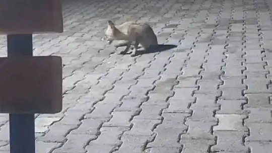 Aç tilki korucu kulübesine geldi, karnını doyurup gitti