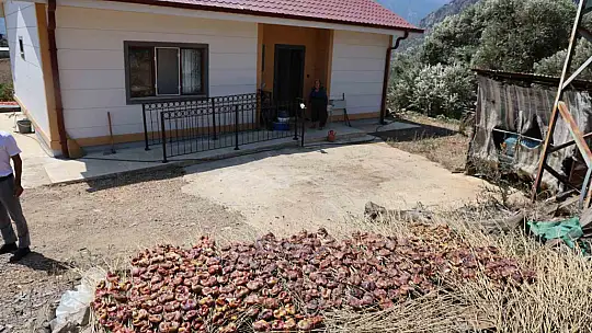 Adana'da orman yangınıyla küle dönen 4 bin hektarda fidanlar tekrar büyüdü
