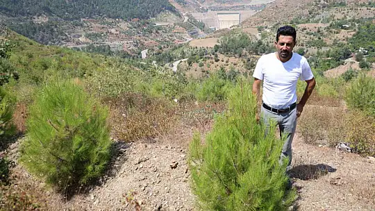 Adana'da orman yangınıyla küle dönen 4 bin hektarda fidanlar tekrar büyüdü