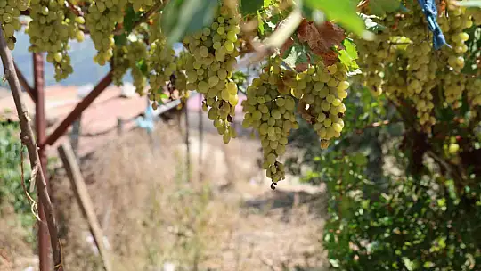Adana'da orman yangınıyla küle dönen 4 bin hektarda fidanlar tekrar büyüdü