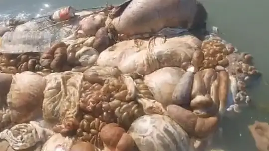 Adana'da sulama kanalları hayvan pislikleriyle doldu taştı