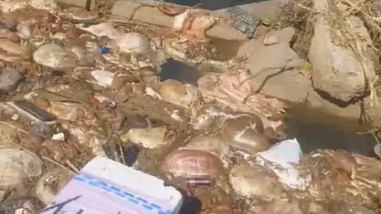 Adana'da sulama kanalları hayvan pislikleriyle doldu taştı