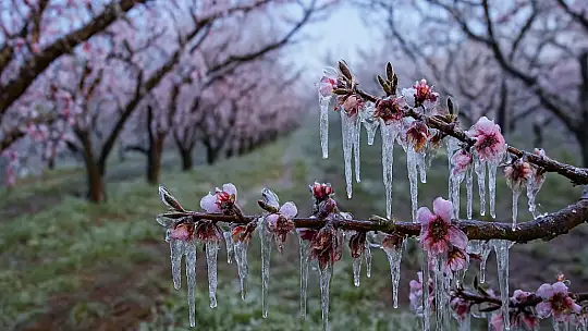 Adana için zirai don alarmı: Gece sıcaklık sıfırın altına düşecek