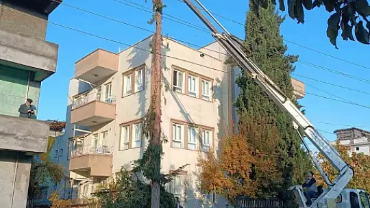 Adıyaman Belediyesinden kapsamlı ağaç budaması