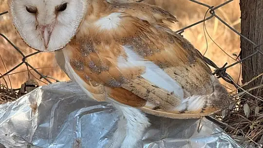 Adıyaman'da bitkin halde Bayağı Peçeli Baykuş bulundu