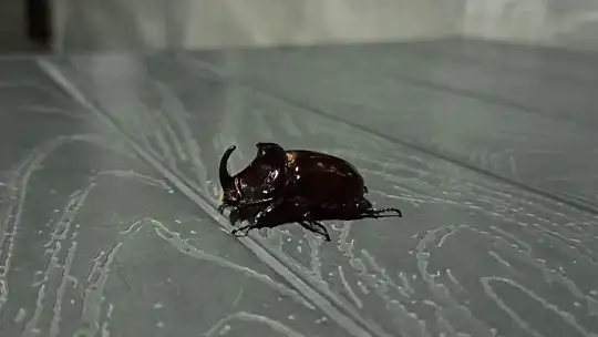 Adıyaman'da Gergedan böceği görüldü