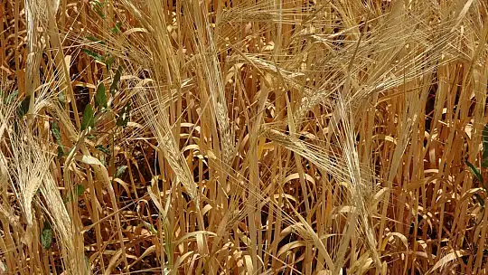 Adıyaman'da hububat hasadı arpa ile başladı