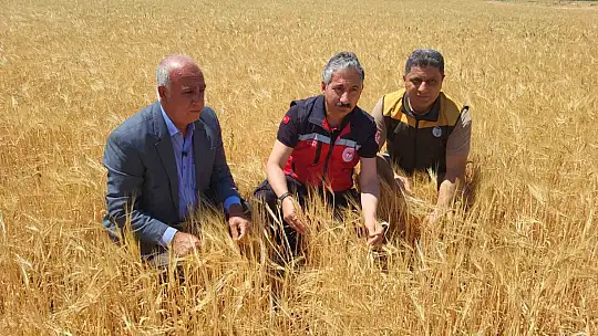 Adıyaman'da hububat hasadı arpa ile başladı